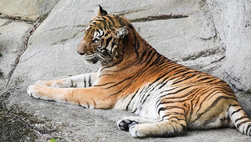 動物園攜手「野貓」保育聯盟 翻轉瀕危貓科動物命運