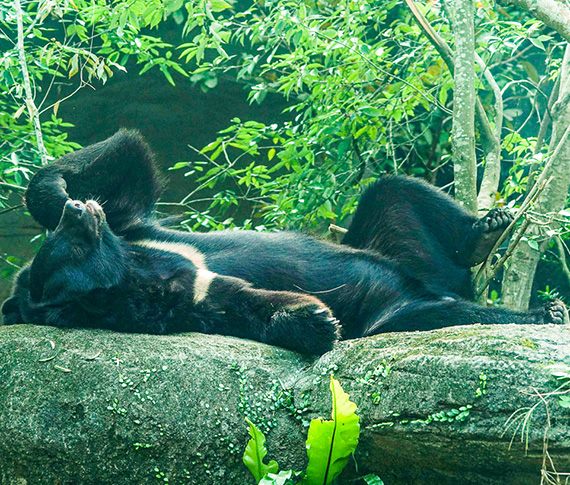 動物園邀您春季觀星 守護環境為黑熊點燈