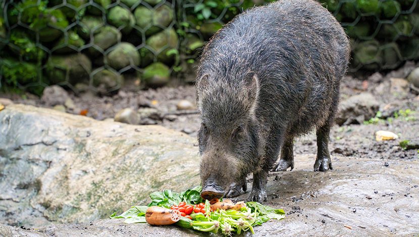 動物年菜吃什麼？八寶年糕賀迎「龍」年
