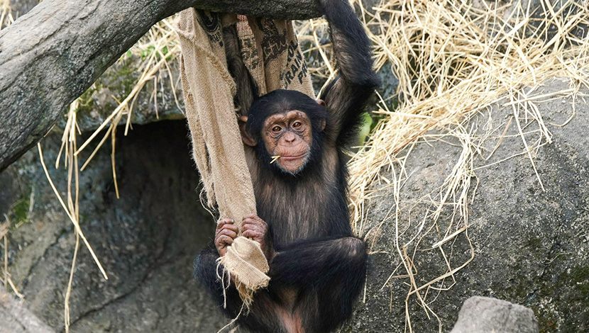 黑猩猩「娃智」布陣示意？許願更多好吃的食物！