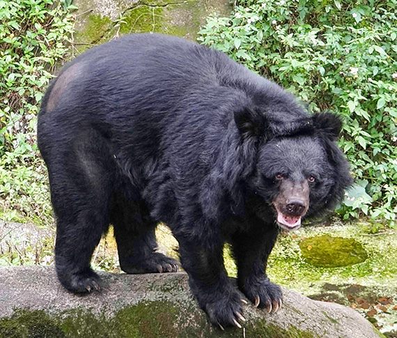 動物園與林務局攜手推廣臺灣黑熊保育 1月15日邀請大家一起來觀賞紀錄片特映會