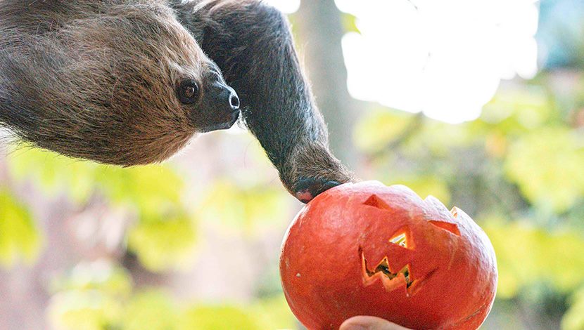 萬聖節南瓜重磅回歸　動物們季節限定美食！