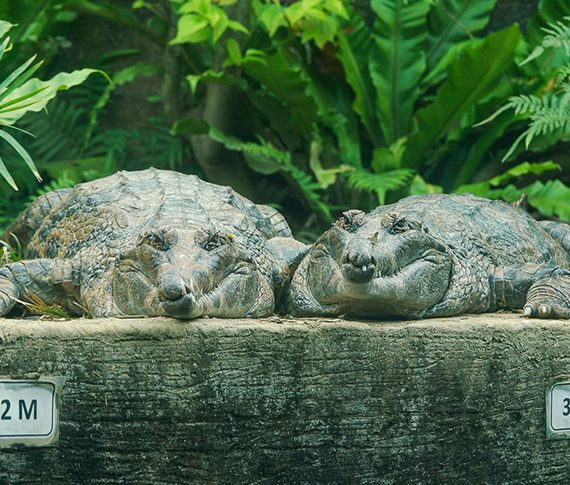 6月間連續10天不對外開放 動物園年度總體修繕力拼達標