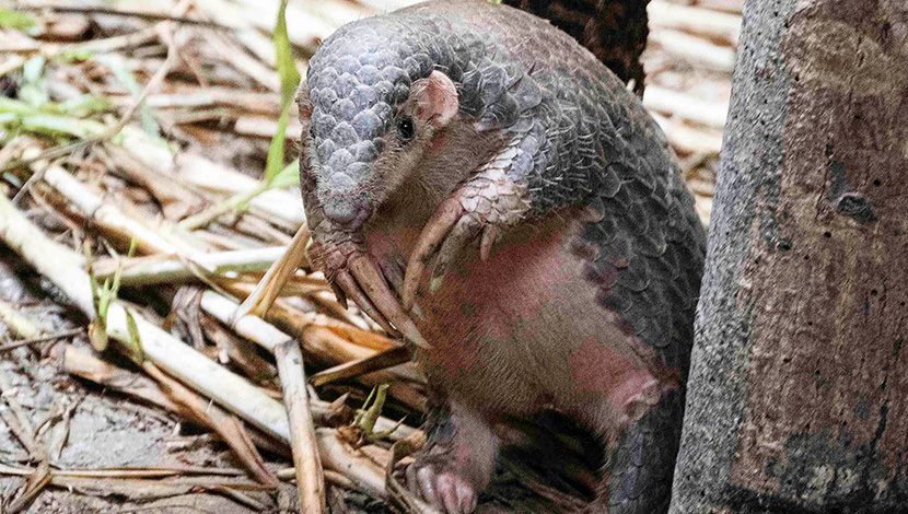 世界穿山甲日！一起「Save the Pangolin」