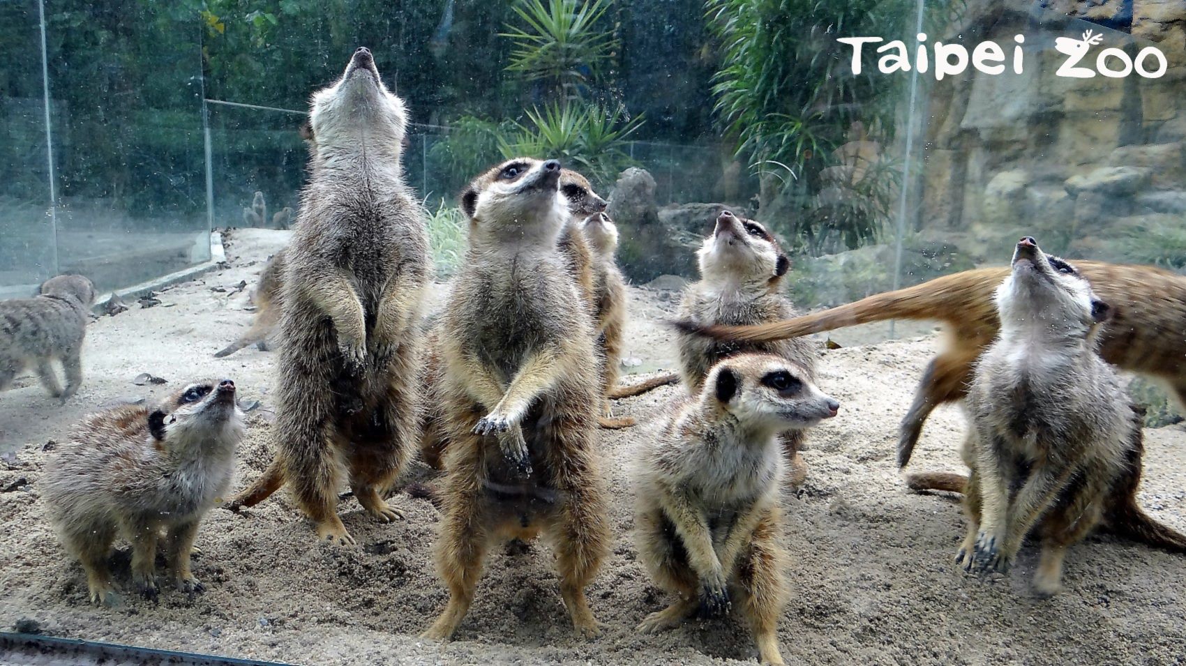 臺北市立動物園 新聞稿 觀察狐獴排隊點名 有助療癒暗黑心情