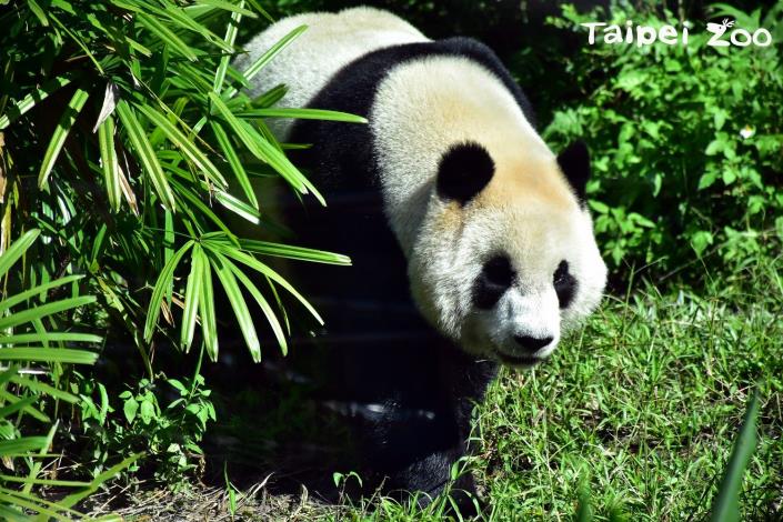 大貓熊「圓仔」邀請您到動物園來一趟i-Voting的投票之旅呦!