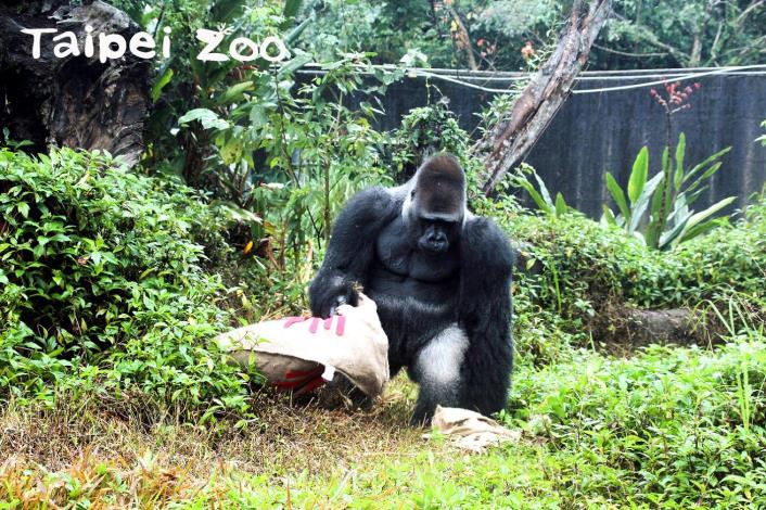 今年是金剛猩猩「寶寶」最後一次在臺灣過農曆新年