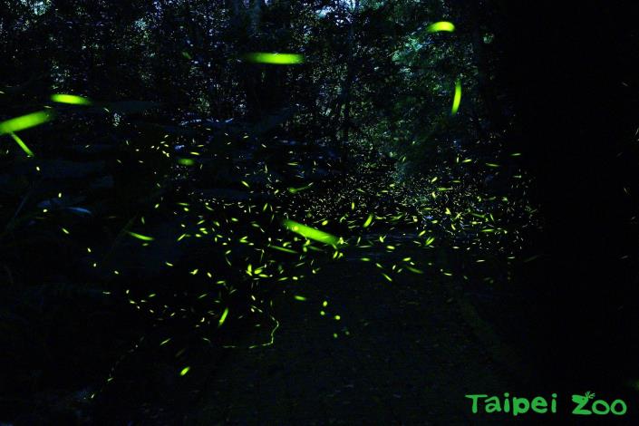 3-5月是動物園蟲蟲探索谷觀賞螢火蟲的最佳季節
