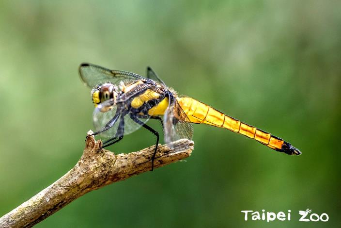 羽化的樹穴蜻蜓雄蟲會回到水桶附近佔好領域，等待雌蟲來場美麗的邂逅
