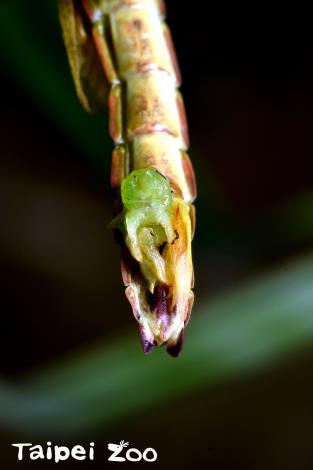 雌雄同體的「津田氏大頭竹節蟲」腹部尾端同時具有雄性與雌性的生殖器官
