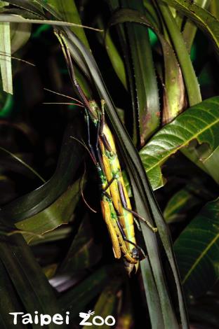 「津田氏大頭竹節蟲」雄蟲和母蟲交配，是否能夠行兩性生殖還有待研究（孤雌群體中出現的雄蟲）