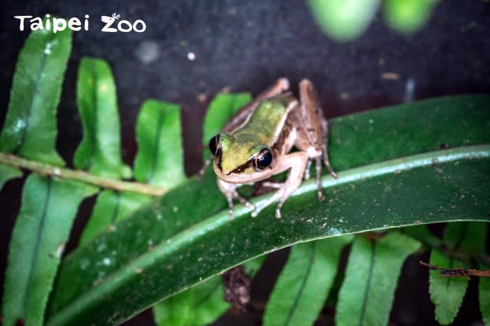 臺北市立動物園更於2016年度，將保育類物種「臺北赤蛙」設定為臺灣響應本項國際活動的代表物種