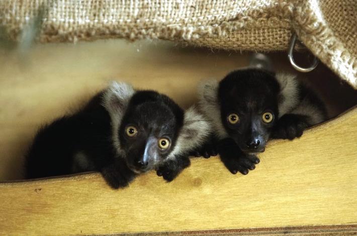 在愚人節這天，白頸狐猴「白依」誕下了一對雙胞胎（左「依特」右「依斯」）.JPG