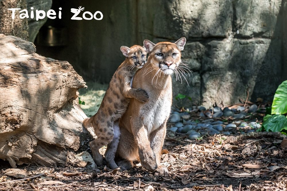 臺北市立動物園 新聞稿 美洲獅寶寶 太 妃 糖 滿1歲 想看母子同框請在半年內