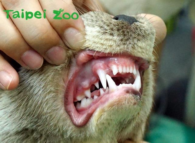 歐亞水獺寶寶擁有一口潔白牙齒