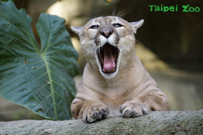 美洲獅：歡迎加入臺北市立動物園這個大家庭！（詹德川先生攝）