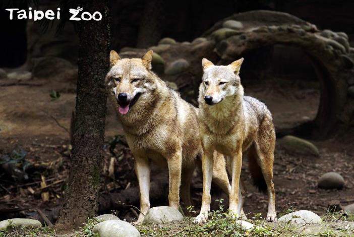 灰狼「蘿拉」和「沃夫」，保育員根據種種跡象研判，這兩「狼」的關係僅止於「室友」，屬於典型的「郎有意、妹無情」狀態
