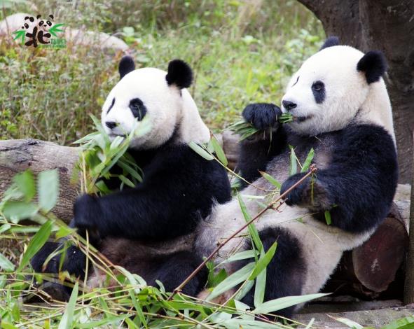 今年是「團團」和「圓圓」來到臺北動物園的10周年，回想他們剛來時還是稚嫩的小朋友