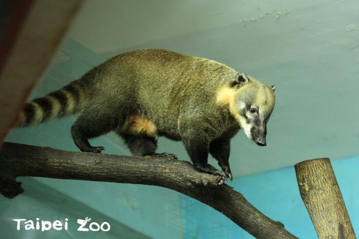 長鼻浣熊長長的尾巴有助於平衡，因此爬上爬下都難不倒牠們