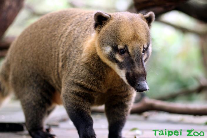 長鼻浣熊的吻部長長的，經常被誤認為山豬