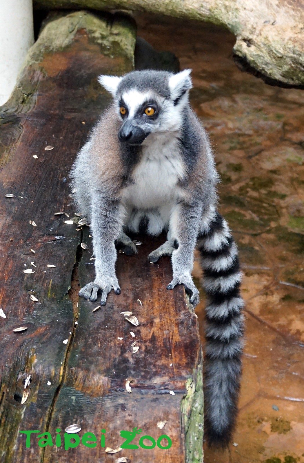 臺北市立動物園 新聞稿 雌性白頸狐猴竟有 偽陰莖 雌雄難辨讓保育員傷腦筋