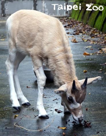弓角羚羊寶寶「依杉」吃飽了，到戶外散散步