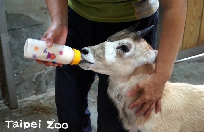 弓角羚羊寶寶「依杉」積極展現生命活力！吸奶的欲望很強
