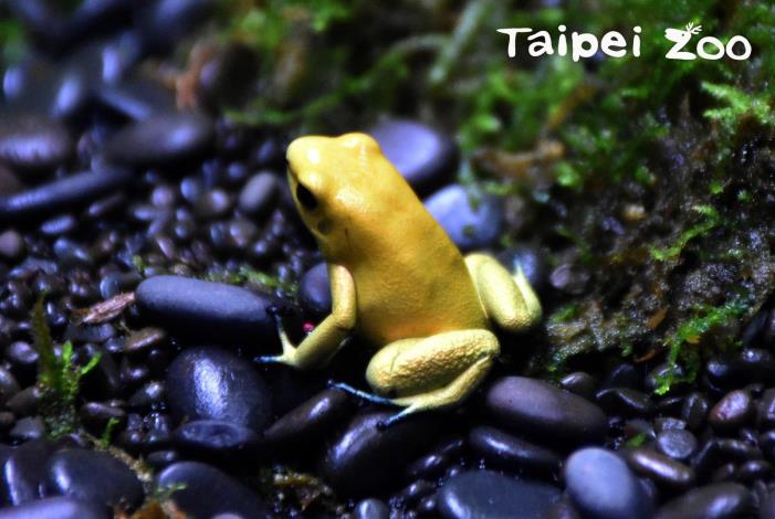 箭毒蛙在熱帶雨林中就像寶石一樣的閃亮，身上亮彩顏色的背後所代表的訊息是--我身上有毒