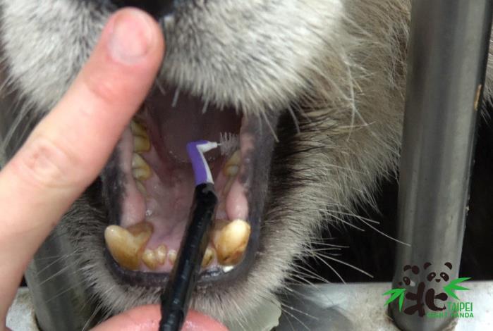 透過動物訓練的課程，讓大貓熊「圓圓」可以接受保育員一天兩次利用「牙刷」或者是「牙間刷」來幫她刷牙
