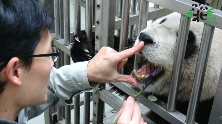 保育員及醫療團隊特別關注大貓熊「圓圓」的牙齒及牙齦狀況