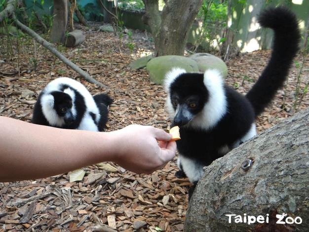 早起的民眾還能近距離觀察狐猴享用早餐