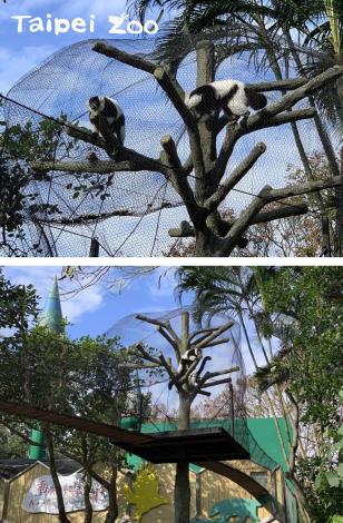 「動物空中走道」中途設置了樹屋，讓活潑好動的狐猴們可以在此處暫時停留（上圖：劉聰毅提供、下圖：彭仁隆提供）
