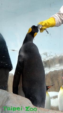 國王企鵝享用冰魚