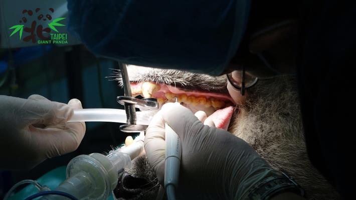 動物園獸醫師除了進行人工繁殖作業外，更把握機會為「團團」和「圓圓」進行了牙齒及腹部超音波等健康檢查項目(「圓圓」洗牙)