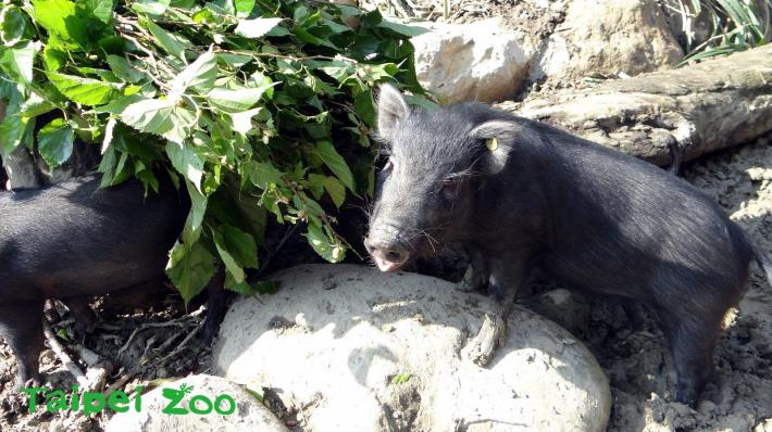 年前來到臺北市立動物園定居的蘭嶼豬寶寶們，已經慢慢長大囉！