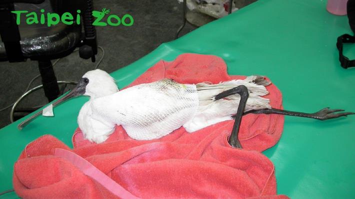 2002年底宜蘭縣政府動植物防疫所將受傷的黑面琵鷺送到臺北市立動物園治療（王寶榮攝）