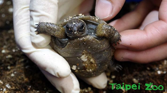 何種因素能決定亞達伯拉象龜寶寶的性別？