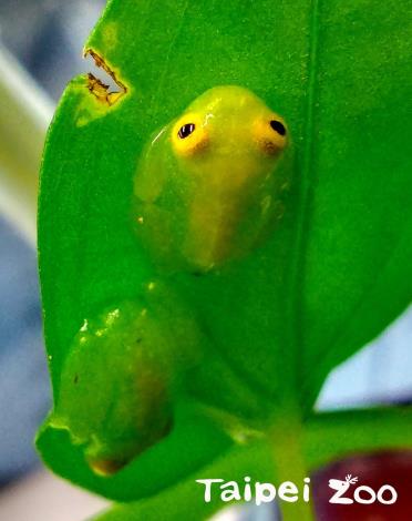 俗稱「玻璃蛙」的「弗氏玻璃蛙 (Hyalinobatrachium fleischmanni)」首次繁殖了蛙寶寶