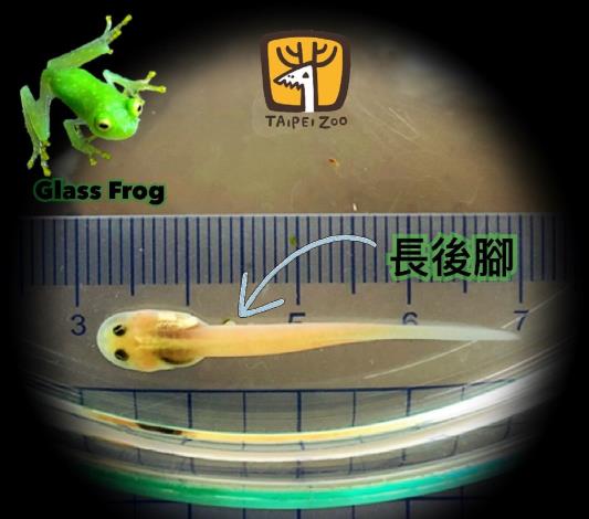 「弗氏玻璃蛙」的蝌蚪（楊志平提供）
