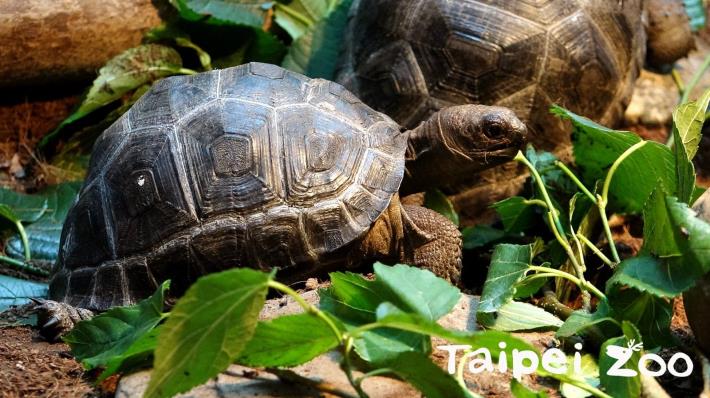 滿周歲的亞達伯拉象龜寶寶，體重由40公克快速增長至1公斤左右