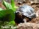 亞達伯拉象龜寶寶們居住在兩棲爬蟲動物館，歡迎大家到兩爬館探望牠們
