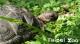 亞達伯拉象龜寶寶〜成長快速滿週歲囉！