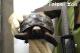 保育員們時刻留意象龜寶寶們的生長發育情形(測量亞達伯拉象龜殼高)