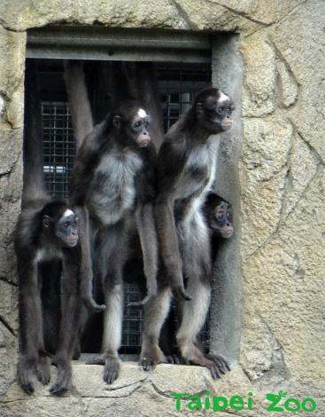 4隻雄性「棕蜘蛛猴」，都是在動物園裡出生長大的個體，牠們的感情非常融洽