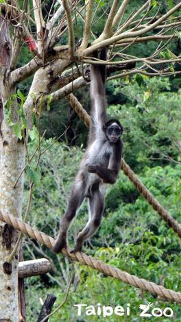 「棕蜘蛛猴」是群居性的動物，喜歡在白天活動，以果實為主食，擁有修長的四肢，及號稱「第五隻手」的粗長尾巴