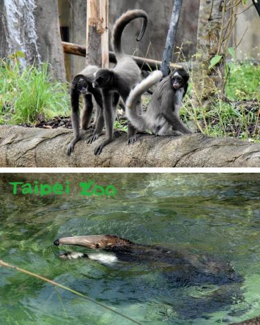 有時候「大食蟻獸」察覺這4隻「猴崽子」似乎又在密謀什麼詭計，就乾脆下水游泳納涼，讓怕水的棕蜘蛛猴們，只能留在岸上「望水興嘆」了