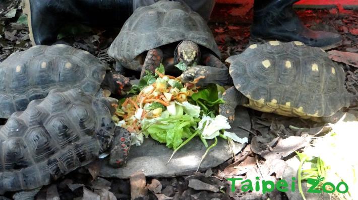 象龜們開心享用大餐