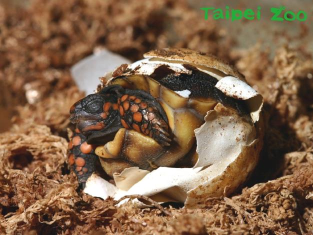 剛孵化的紅腿象龜(鄭陳崇攝)