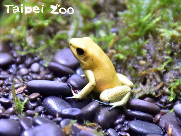 動物園的箭毒蛙，曾面臨數量不足、繁殖狀態不佳等危機（金色箭毒蛙）