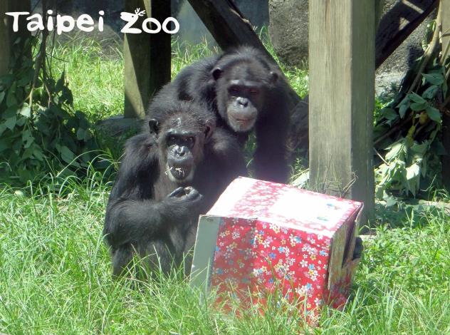 一箱箱的神秘禮物盒，裡面裝了黑猩猩們愛吃的核桃和水果